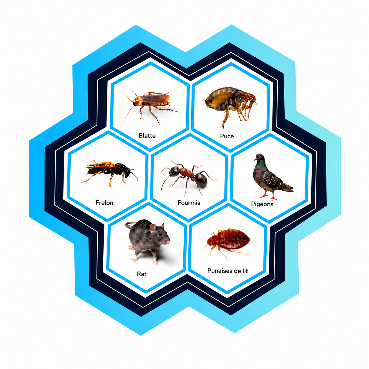 Fourmis, blatte, puce, frelon, rat, punaises de lit et pigeons représentés dans un schéma hexagonal de nuisibles.
